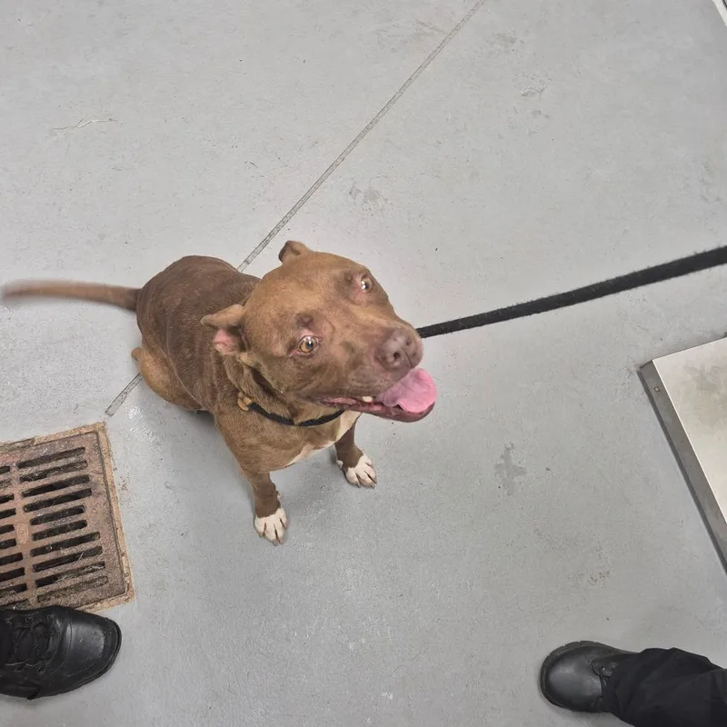 An adult medium-sized male Brown / Chocolate Mixed Breed dog named Straypecanstreet"clem" for adoption in Columbus, GA