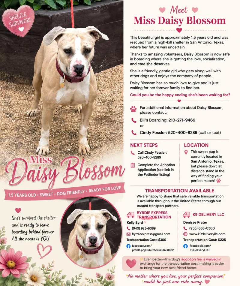 Daisy Blossom thumbnail 5