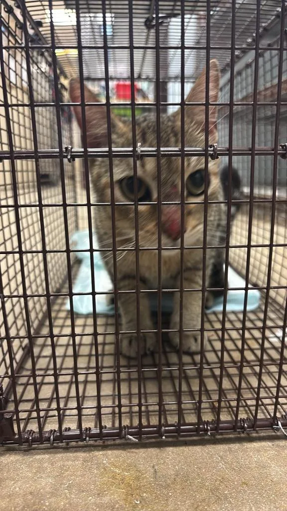 Womack Feral
