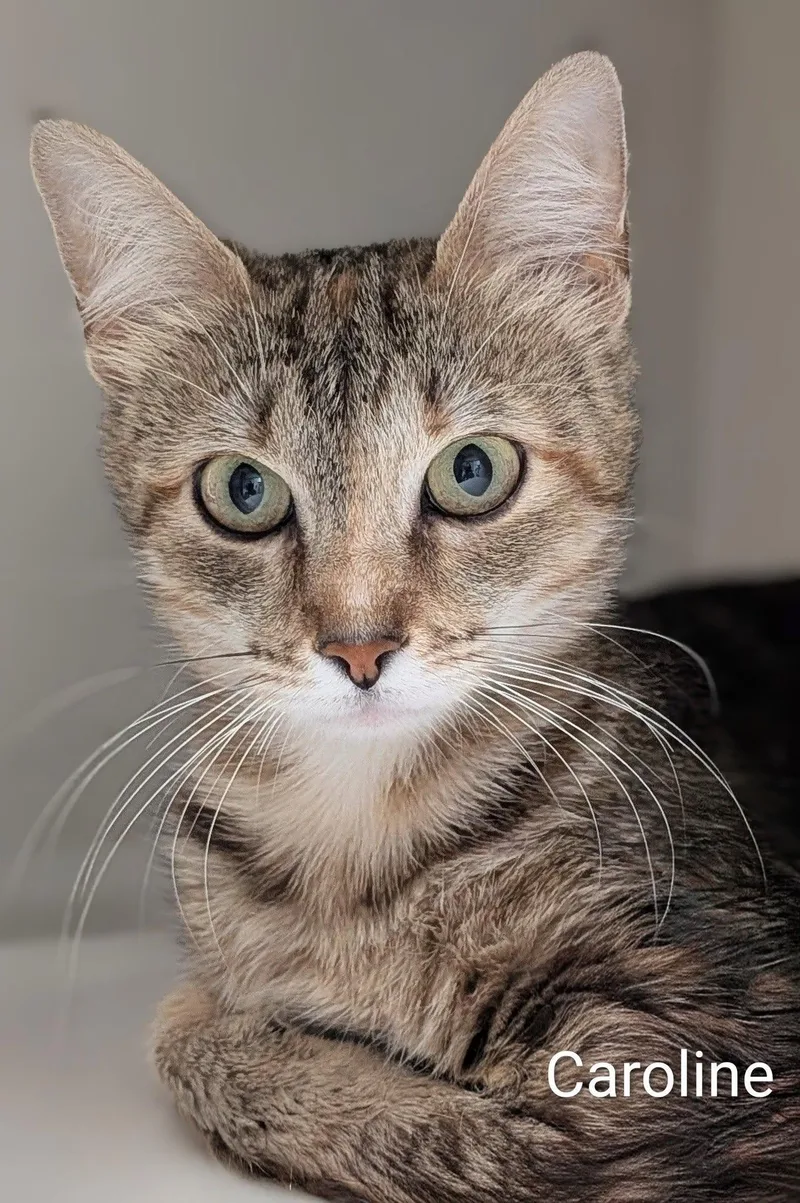 An adult medium-sized female Tabby (Brown / Chocolate) Domestic Short Hair cat named Caroline for adoption in Flint, MI