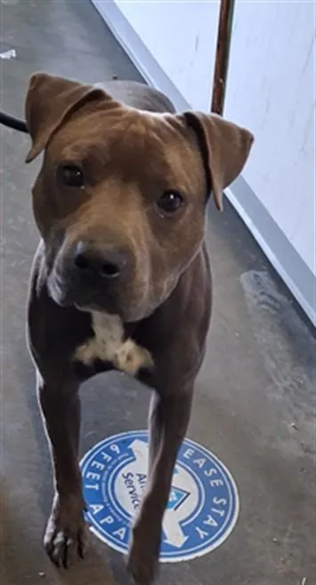 An adult large-sized male Pit Bull Terrier dog named Bebe for adoption in Los Angeles, CA