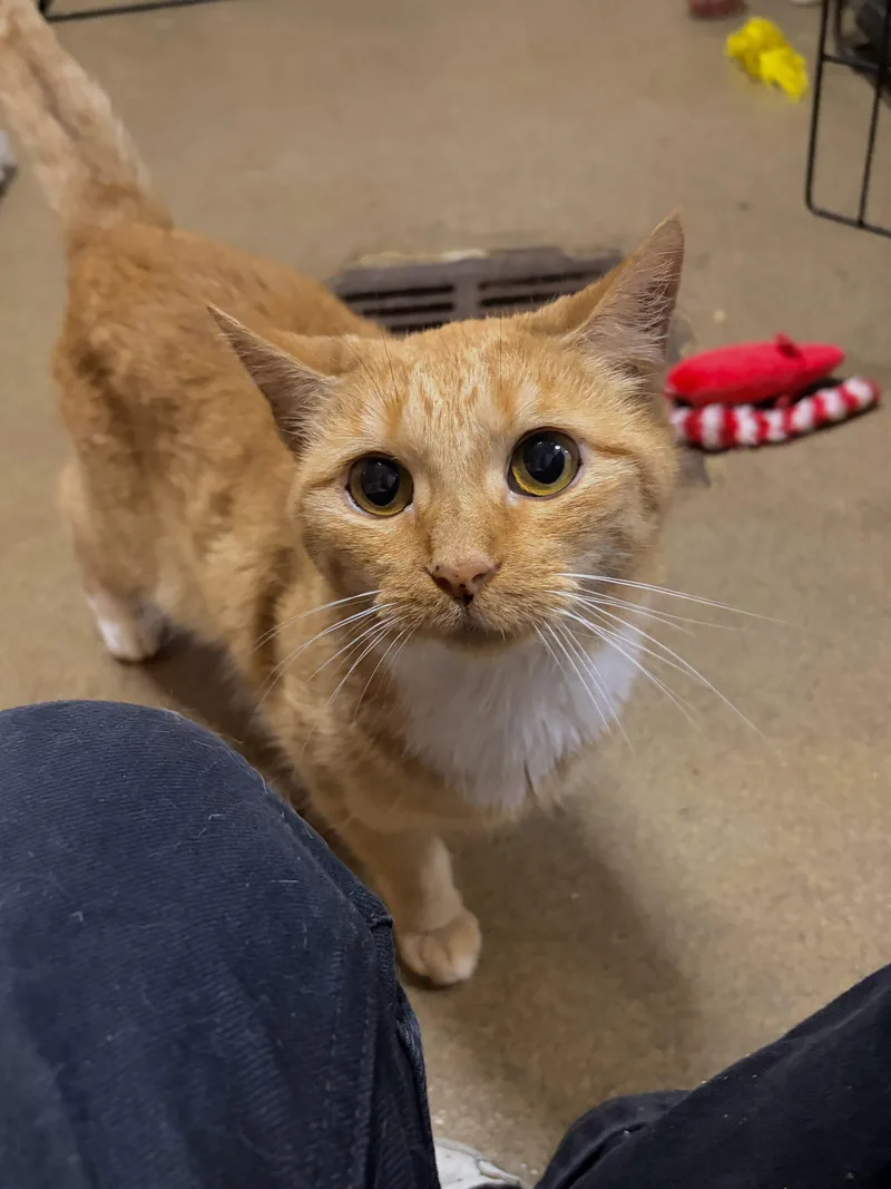 An adult small-sized female Orange / Red Domestic Short Hair cat named Mana'olana for adoption in Tipp City, OH