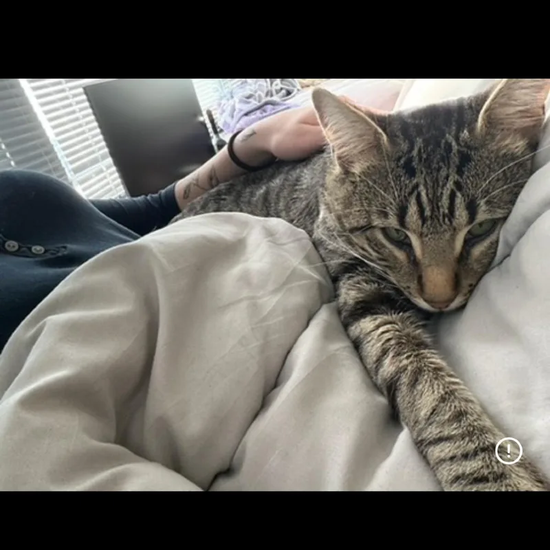 An adult large-sized male Brown / Chocolate Domestic Short Hair cat named Spirit for adoption in Middleton, WI