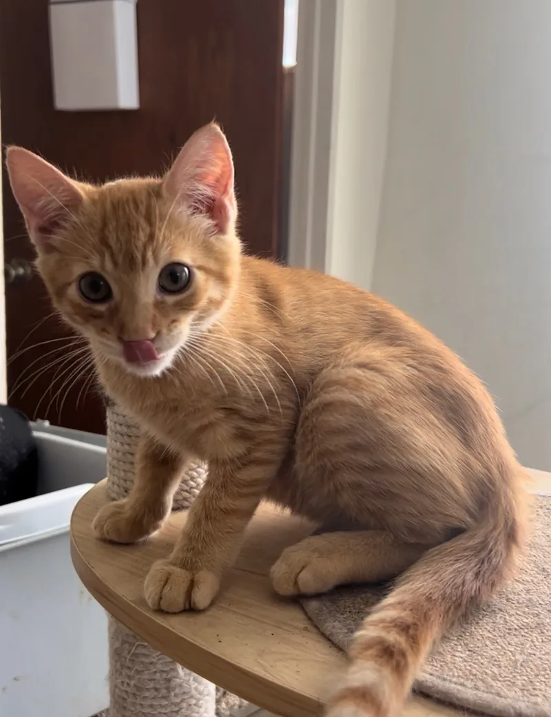 An adult medium-sized male Orange & White Domestic Long Hair cat named Cypress for adoption in Crockett, CA