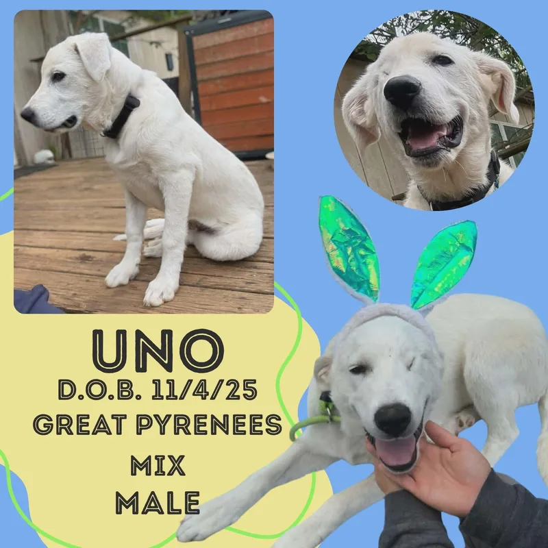 A baby large-sized male White / Cream Great Pyrenees dog named Uno for adoption in Caldwell, TX