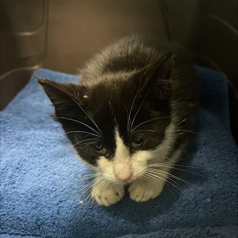 A baby small-sized male Black Domestic Short Hair cat named Chocolate Macadamia for adoption in Tacoma, WA