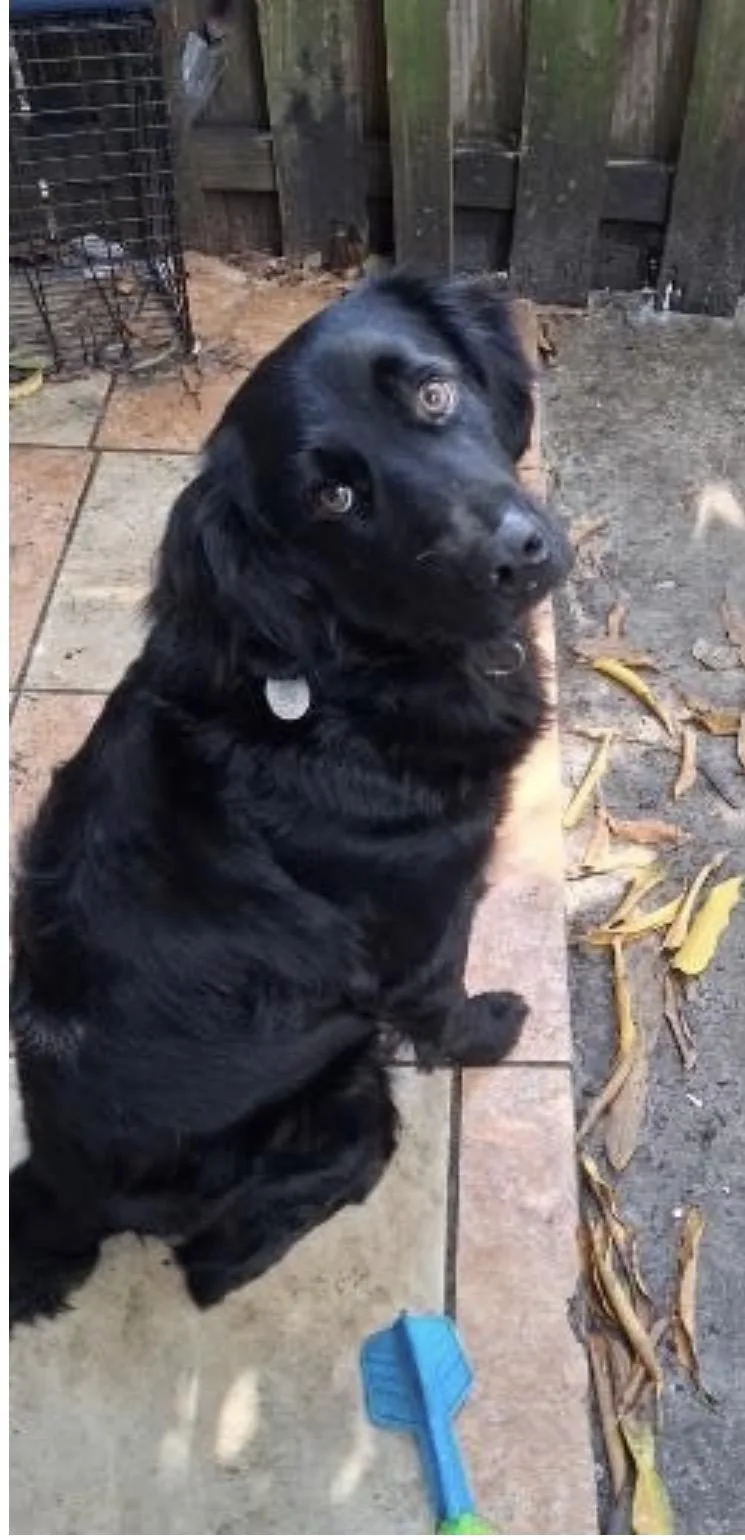 An adult medium-sized male Black Labrador Retriever dog named Blackie for adoption in Davie, FL