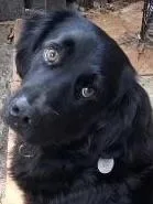 Blackie thumbnail 3