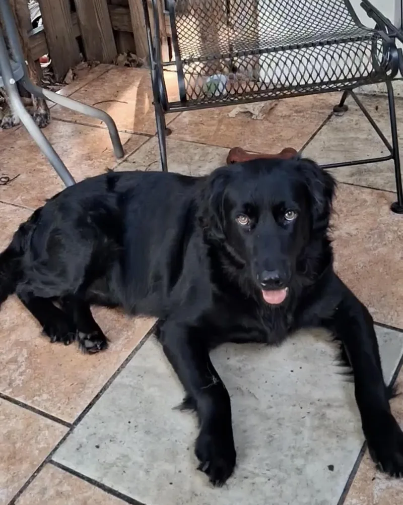Blackie thumbnail 5