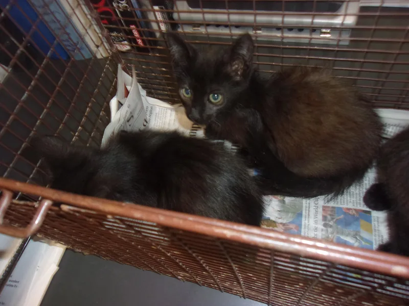 A baby large-sized male Domestic Short Hair cat named Carbon for adoption in Van Nuys, CA