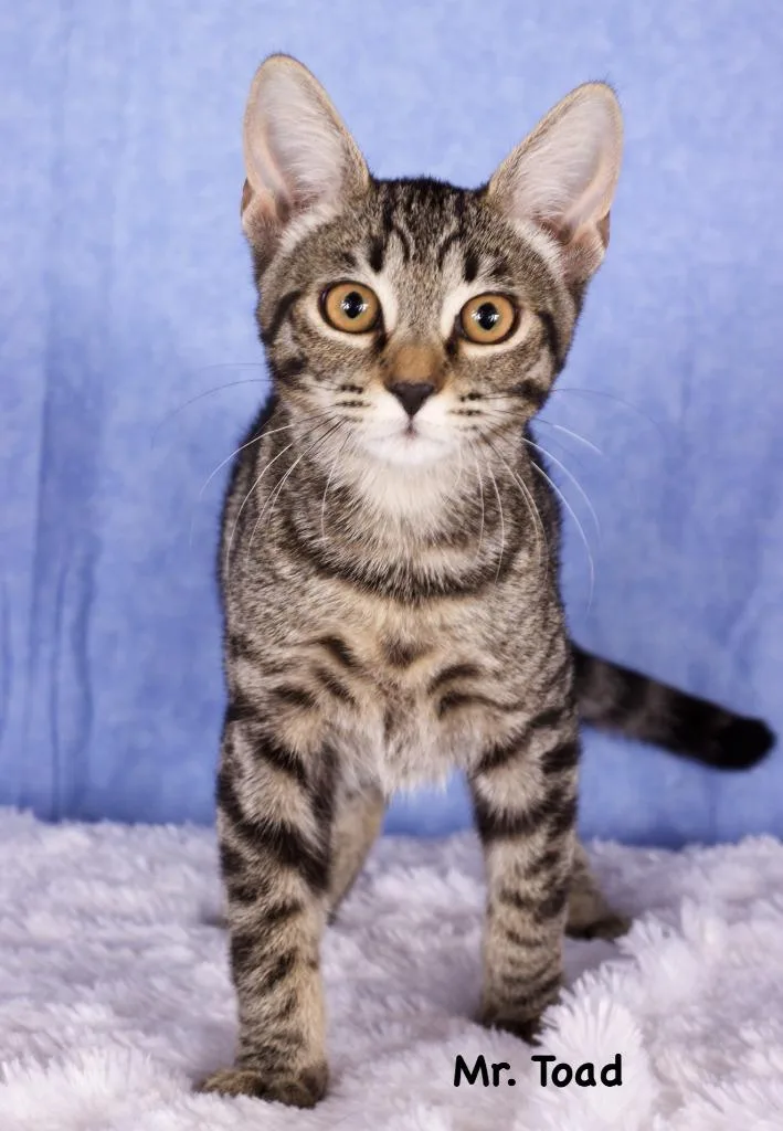 A baby small-sized male Domestic Short Hair cat named Toad for adoption in Gilbert, AZ