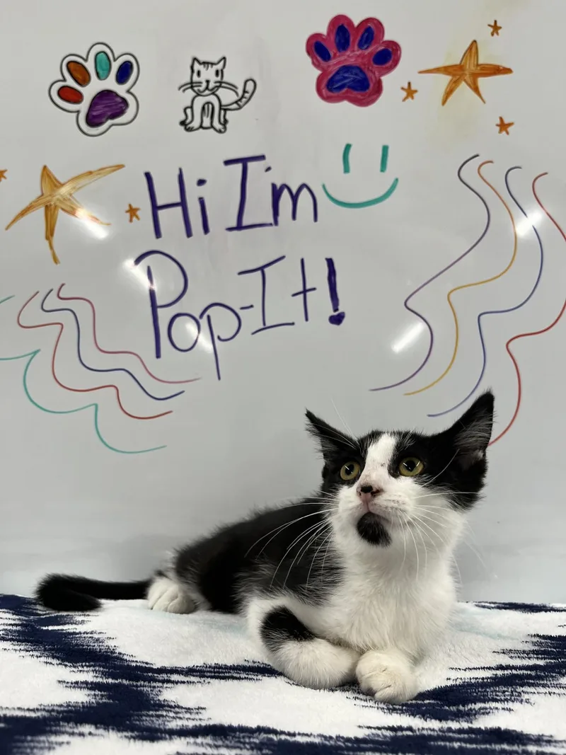 Popit