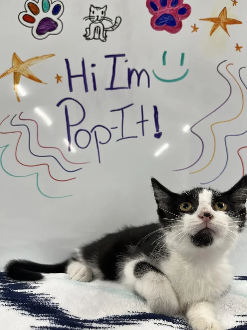 Popit thumbnail 2