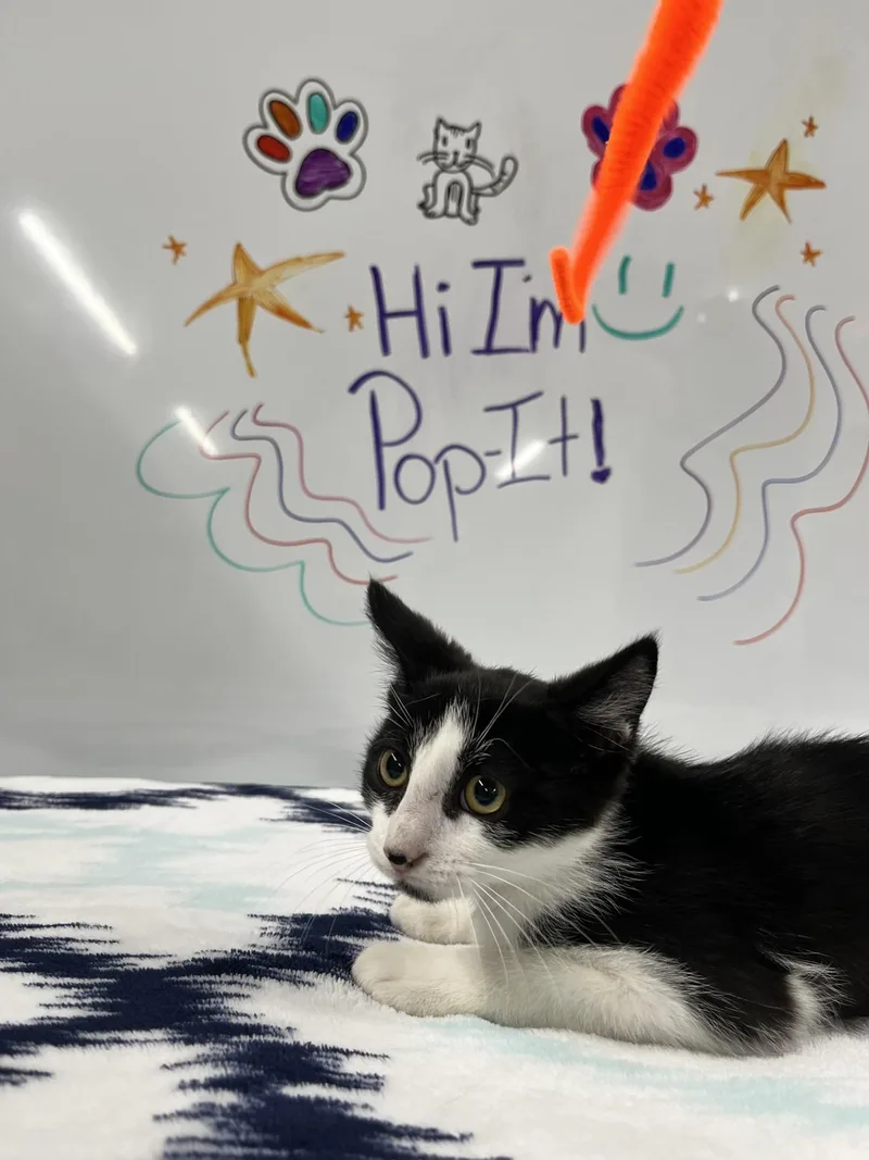 Popit thumbnail 4