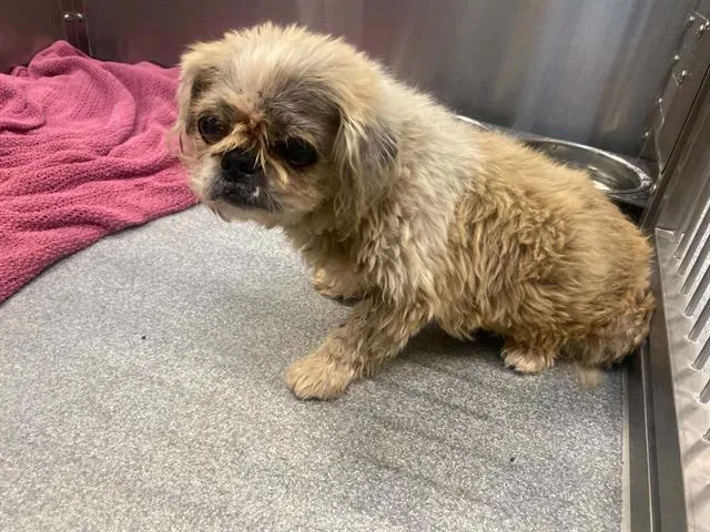 A senior small-sized female Shih Tzu dog named Clefable for adoption in Tustin, CA