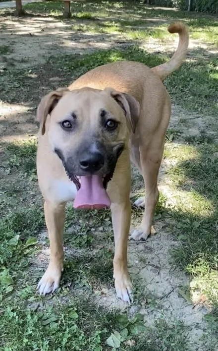 A young small-sized male Black Mouth Cur dog named Dexter for adoption in Clinton Township, MI