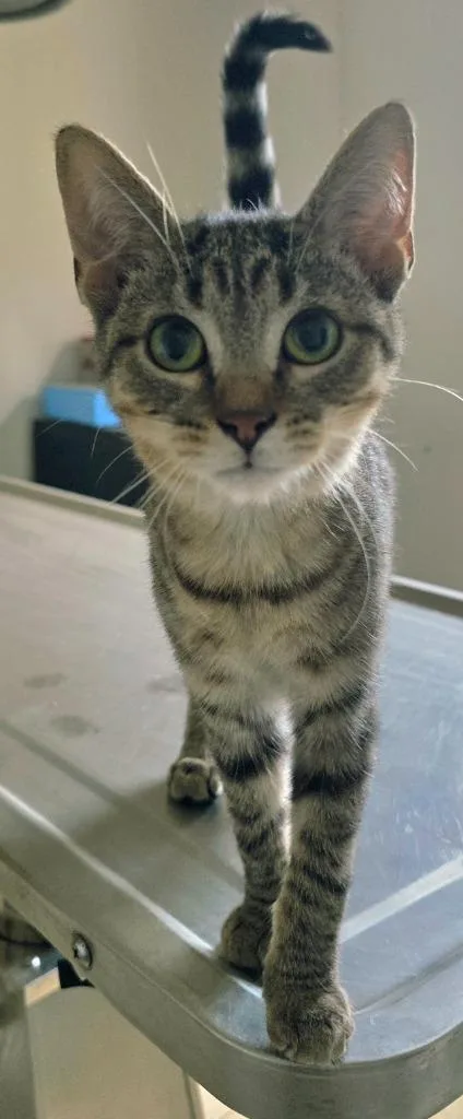 A baby medium-sized male Domestic Short Hair cat named Colin for adoption in Sprakers, NY