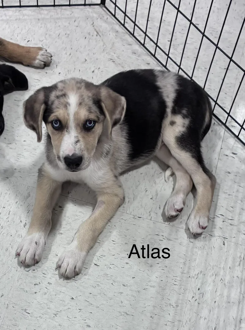 A baby large-sized male Shepherd dog named Atlas for adoption in Mobile, AL