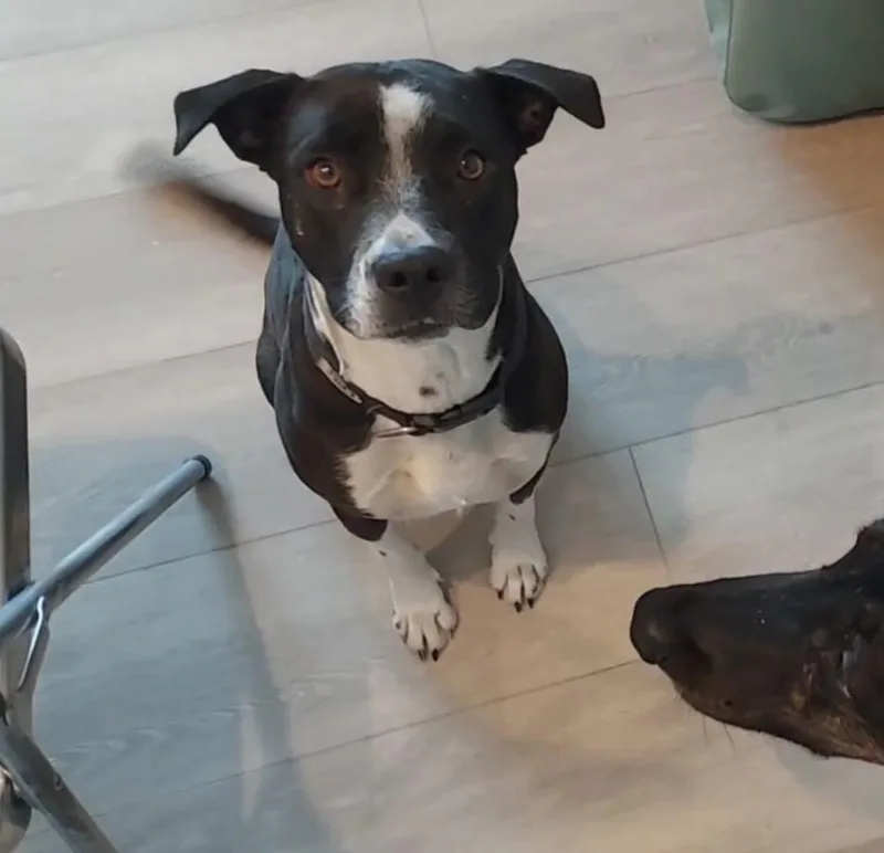 A young large-sized female Labrador Retriever dog named Lambie for adoption in Palm desert, CA