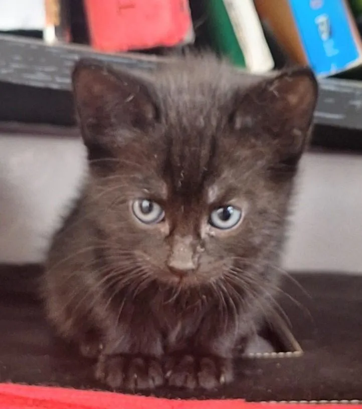 A baby medium-sized female Black Domestic Short Hair cat named Renet for adoption in Germansville, PA