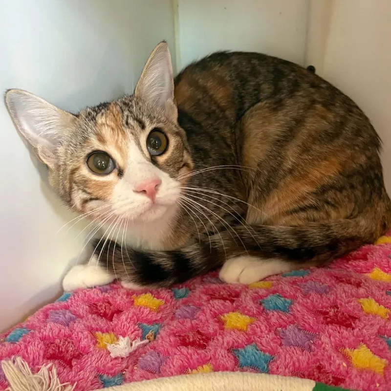 A young medium-sized female Calico Domestic Short Hair cat named Patches City of for adoption in Chino Hills, CA