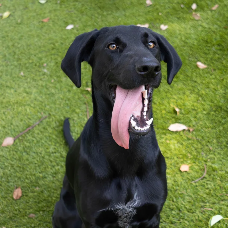 A baby large-sized female Black Labrador Retriever dog named Sunday for adoption in Palm Harbor, FL