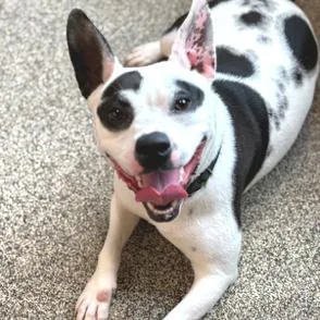 An adult medium-sized female White / Cream Cattle Dog dog named Oreo for adoption in Novelty, OH