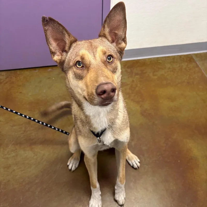 An adult medium-sized male Brown / Chocolate Shepherd dog named Chopper for adoption in Albuquerque, NM