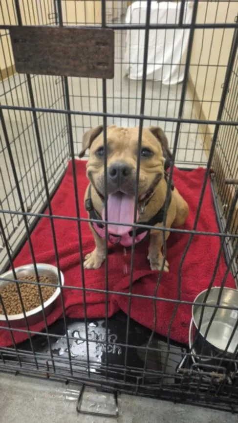An adult large-sized female Pit Bull Terrier dog named A for adoption in Texas City, TX