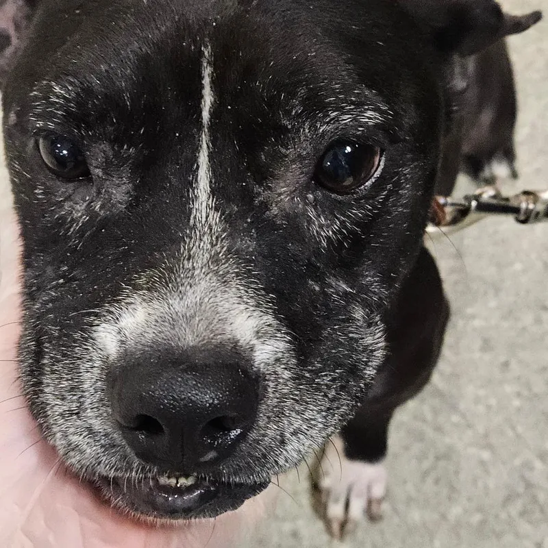 A senior medium-sized female Black Mixed Breed dog named Lexie for adoption in Jacksonville, FL