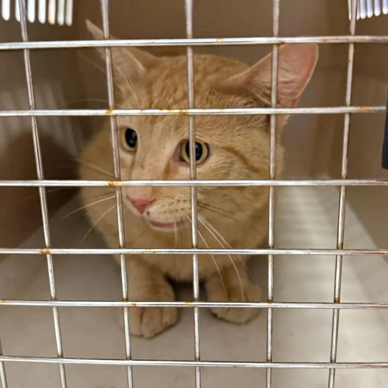 An adult medium-sized male Buff / Tan / Fawn Domestic Short Hair cat named Chatterbox for adoption in Rifle, CO