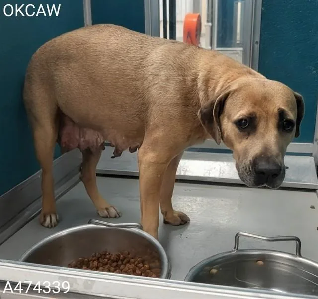 An adult large-sized female American Staffordshire Terrier dog named A for adoption in Oklahoma City, OK
