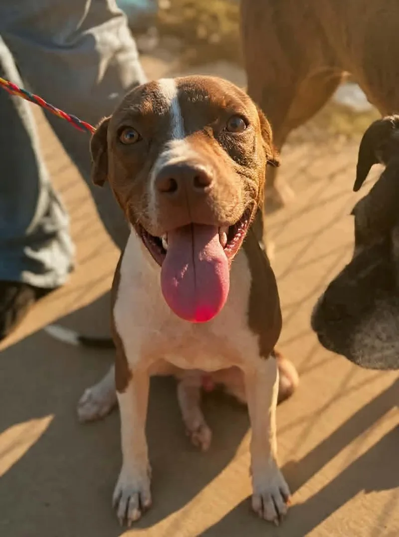 A young medium-sized male Mixed Breed dog named Miller for adoption in Milwaukee, WI