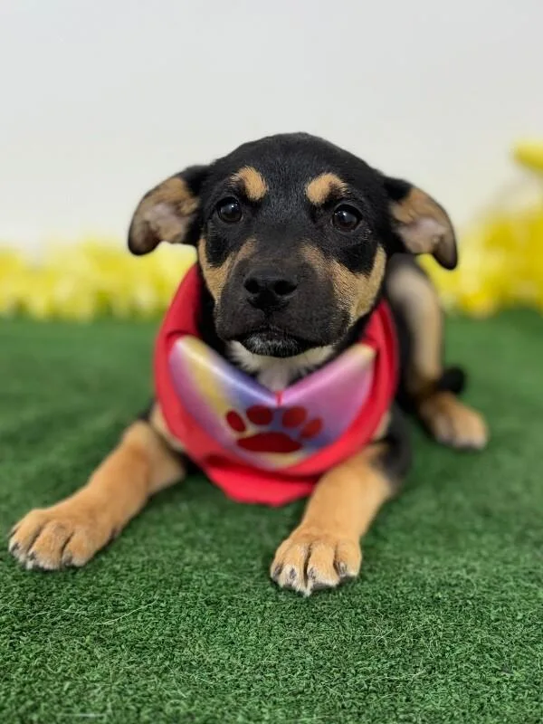 A baby medium-sized female Black German Pinscher dog named Meg for adoption in Carlsbad, CA