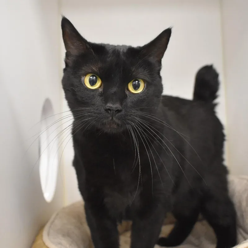 An adult large-sized female Black Domestic Short Hair cat named Jojo for adoption in West Palm Beach, FL