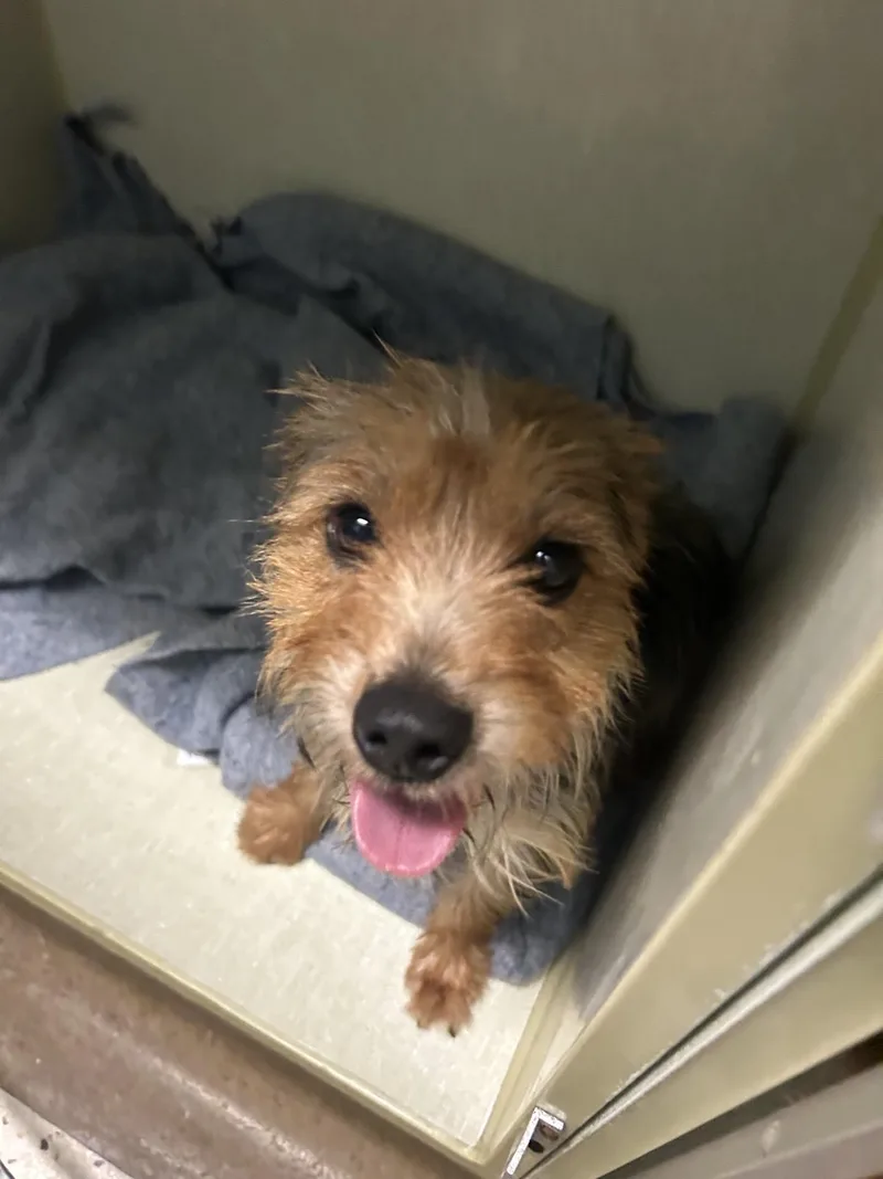 A young small-sized female Bicolor Yorkshire Terrier dog named Julie Chin for adoption in Broken Arrow, OK