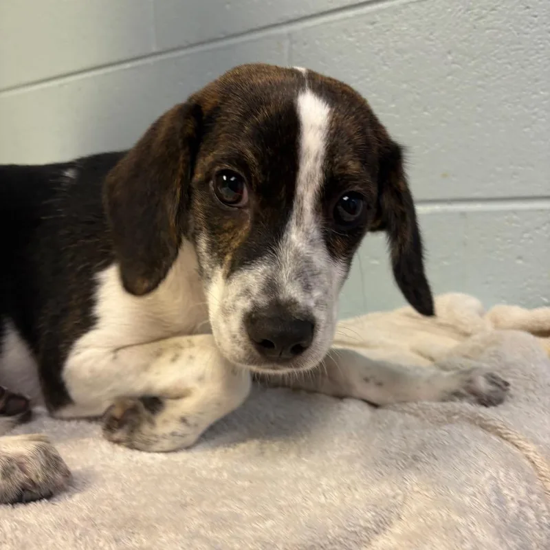 A baby small-sized female White / Cream Mixed Breed dog named Giggles for adoption in Fredericksburg, VA