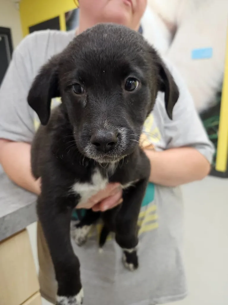 A baby medium-sized female Australian Cattle Dog / Blue Heeler dog named Uma  AC  for adoption in Greeneville, TN