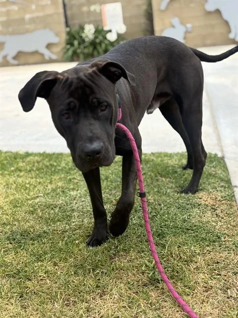 A young medium-sized male Pit Bull Terrier dog named Sean for adoption in Riverside, CA