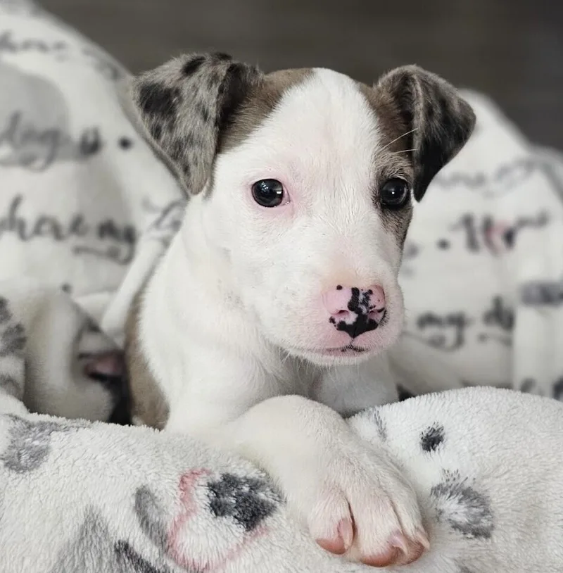 A baby medium-sized female Catahoula Leopard Dog dog named Babe Tulip for adoption in Washington, DC
