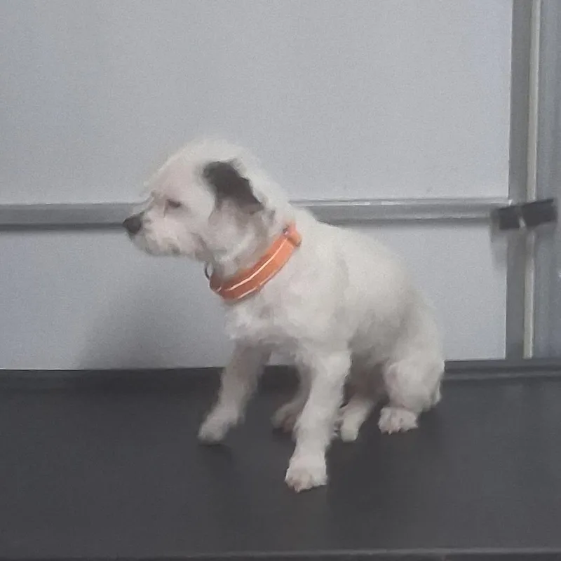A young small-sized female Shih Tzu dog named Lacey for adoption in Morriston, FL