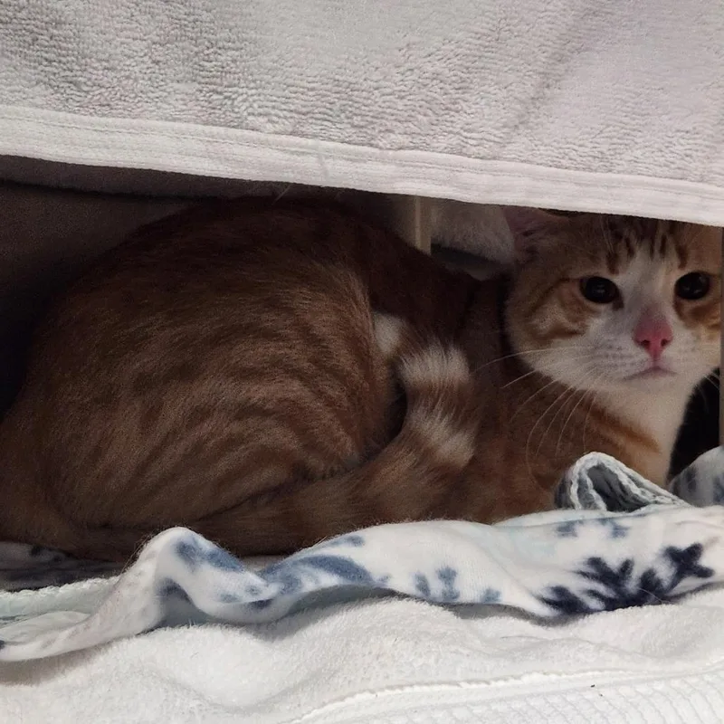 Simba