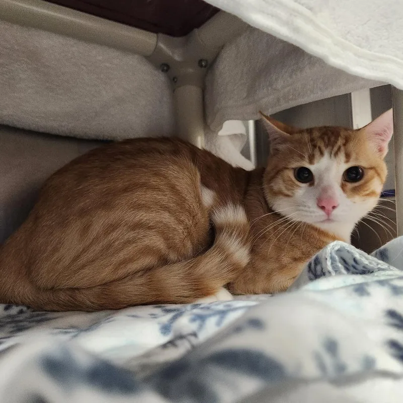 Simba thumbnail 2