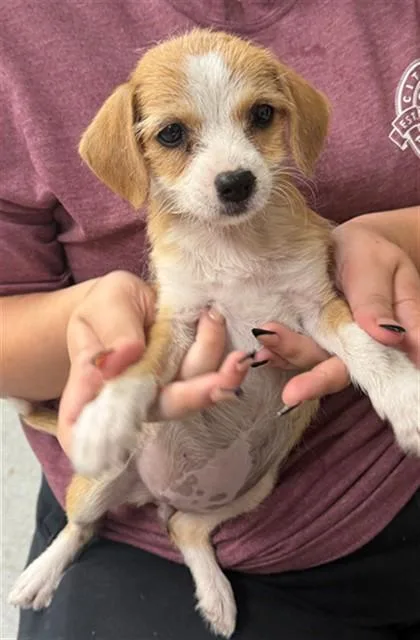 A baby small-sized female Chihuahua dog named A for adoption in Pasadena, TX