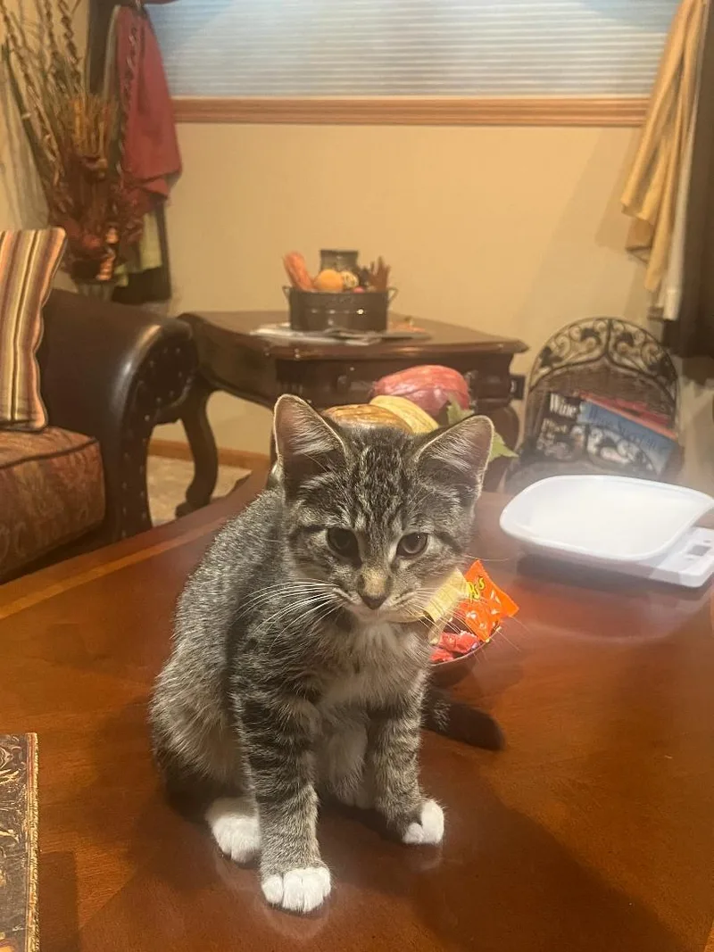 A baby medium-sized male Tabby (Brown / Chocolate) Domestic Short Hair cat named Wiley for adoption in Mokena, IL