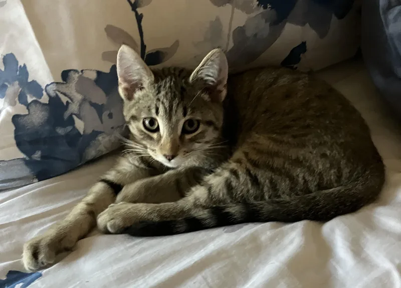 A baby medium-sized male Domestic Short Hair cat named Winston for adoption in Mayfield, NY