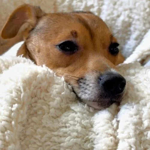 An adult small-sized male Bicolor Jack Russell Terrier dog named Lima Sussex for adoption in Rockaway, NJ