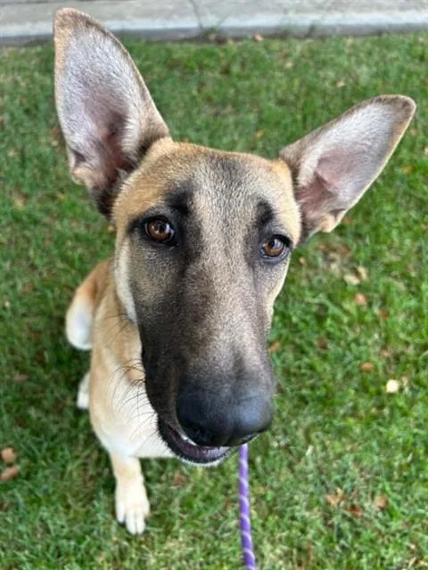 A young small-sized female German Shepherd Dog dog named Aspen for adoption in Lodi, CA