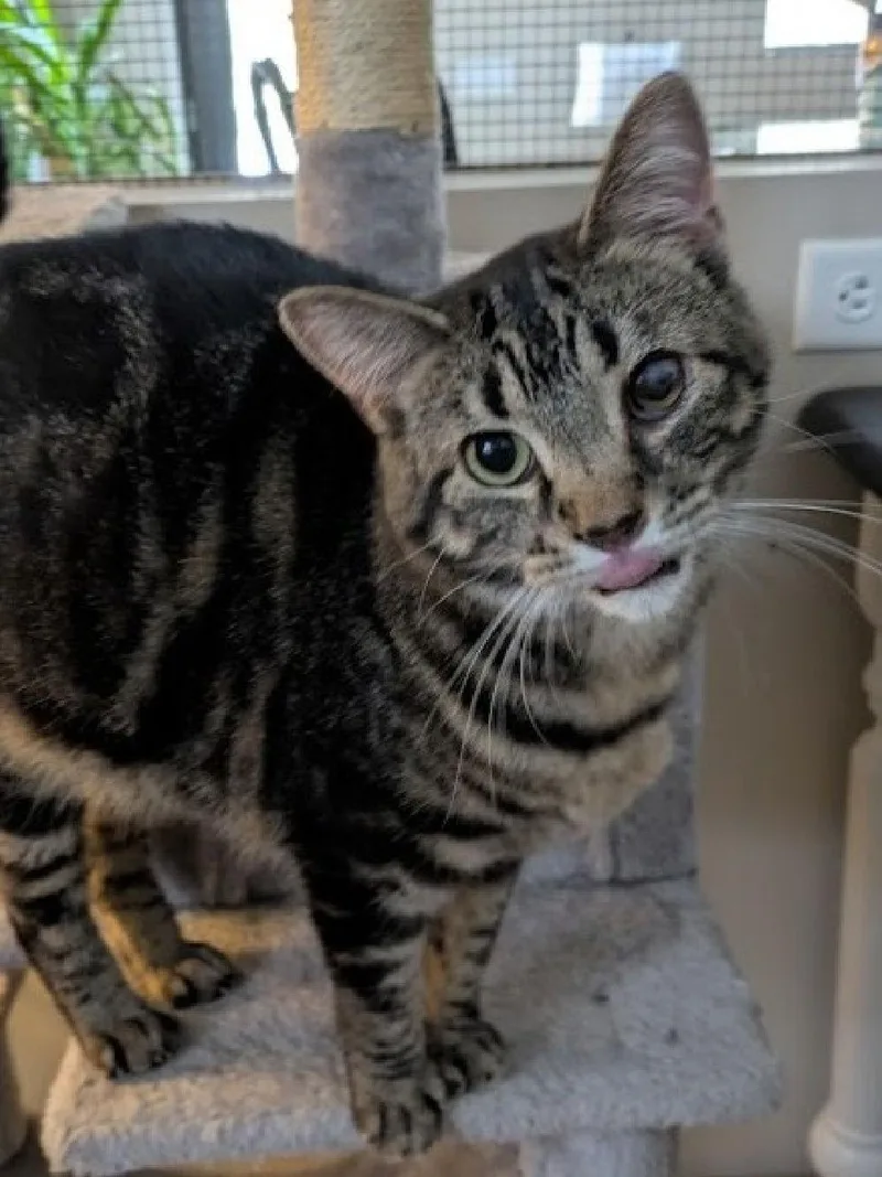 A young medium-sized female Domestic Short Hair cat named Patty for adoption in South Saint Paul, MN