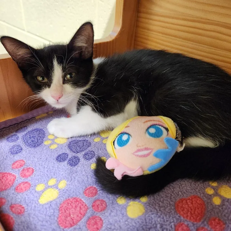 A baby small-sized female Black Domestic Short Hair cat named Fayette for adoption in Naples, FL